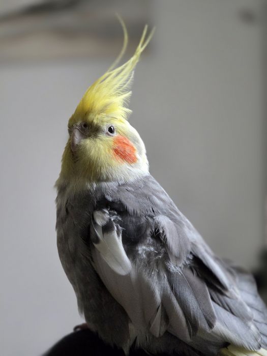 Zagineła papuga nimfa 9.11