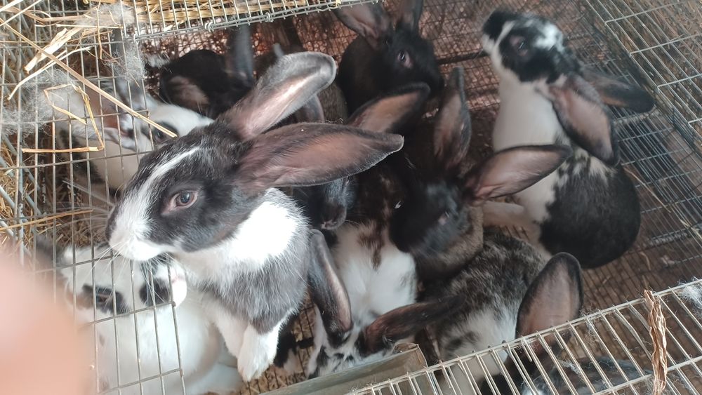 Coelhos caseiros