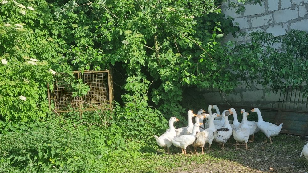 Sprzedam gęsi  oraz kaczki