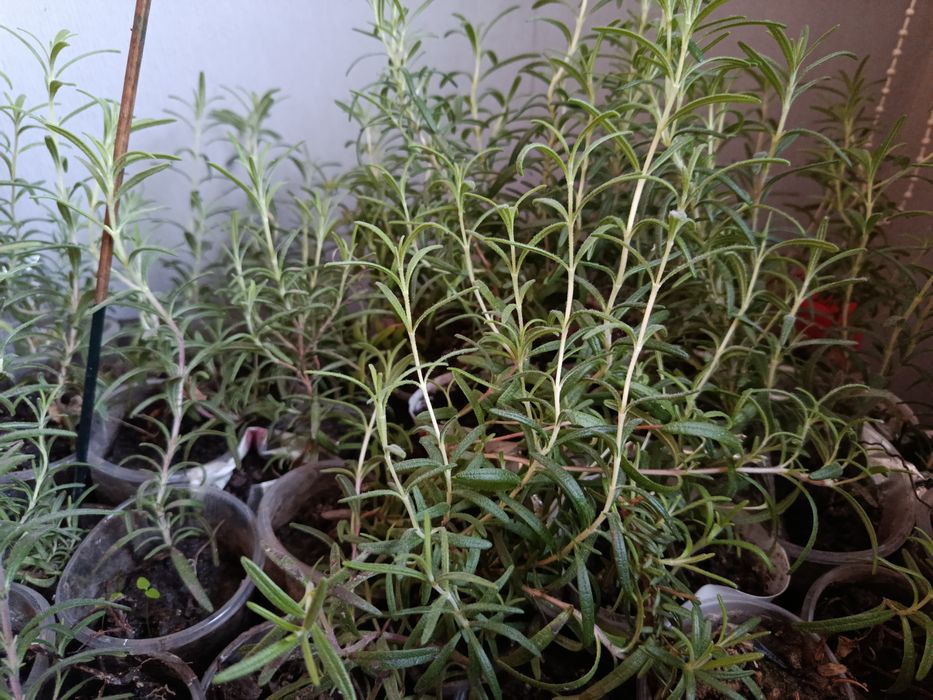 Розмарин ароматна рослина чудова спеція