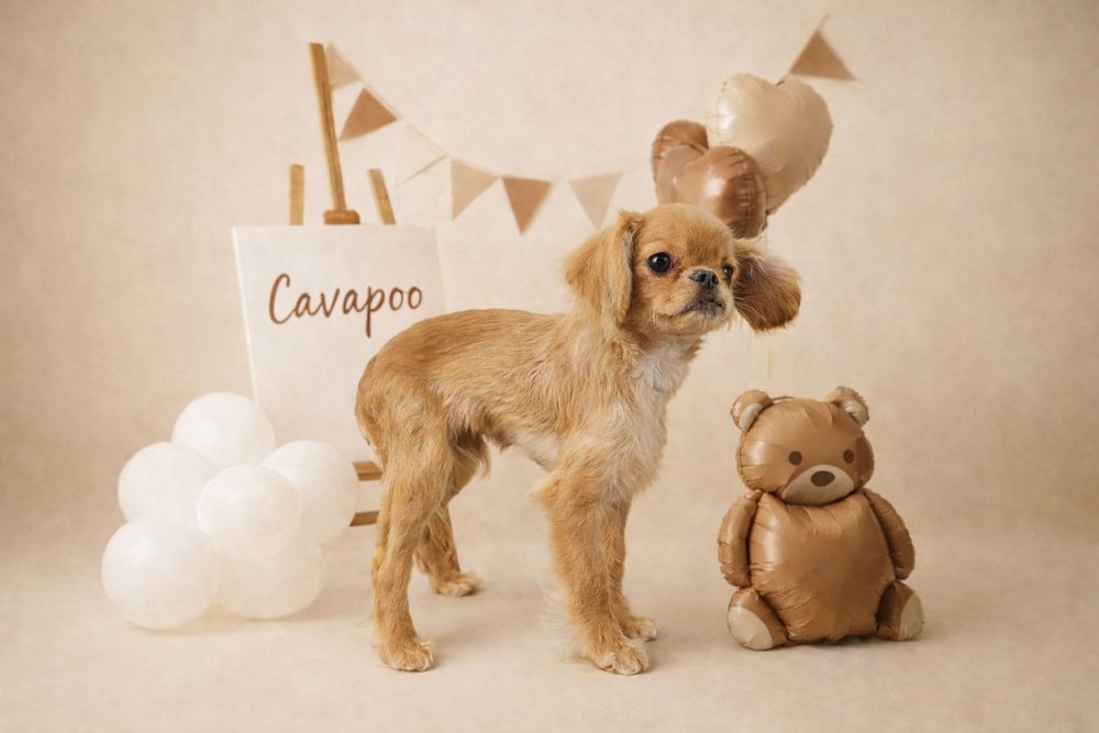 Cavapoo Cavadoodle f1