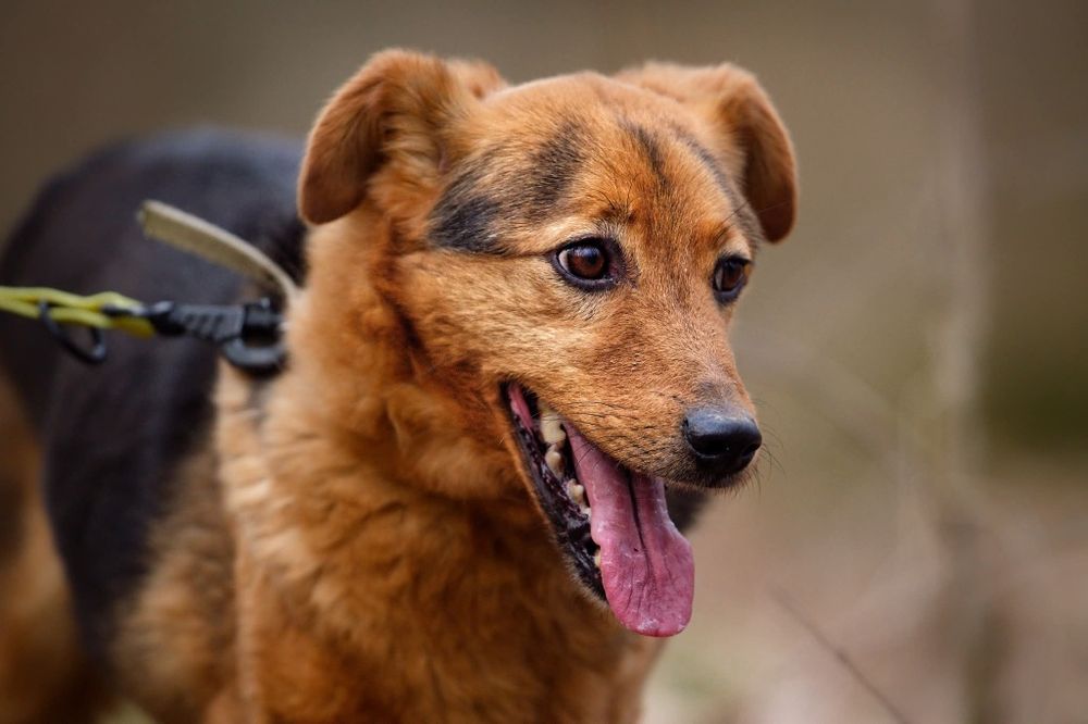 Ozi, maly spokojny piesek do adopcji