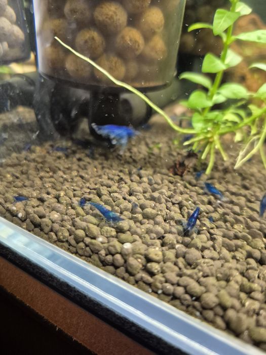 Krewetki blue velvet neocaridina