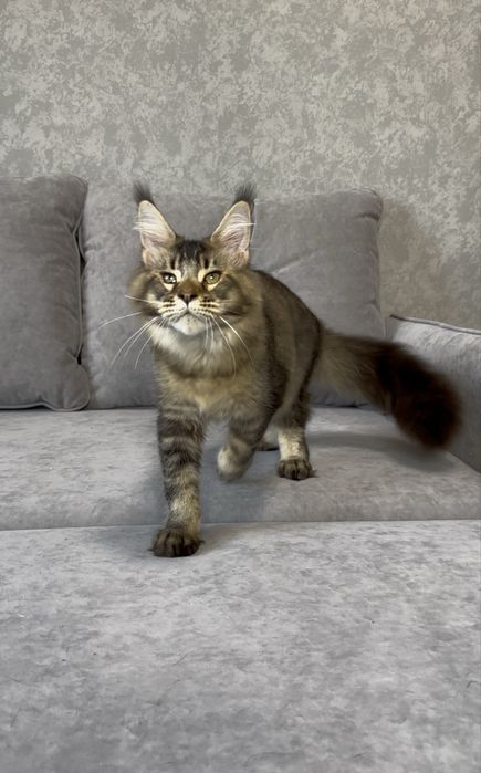 Красунчик мейн-кун, чорний теплий тиккінг