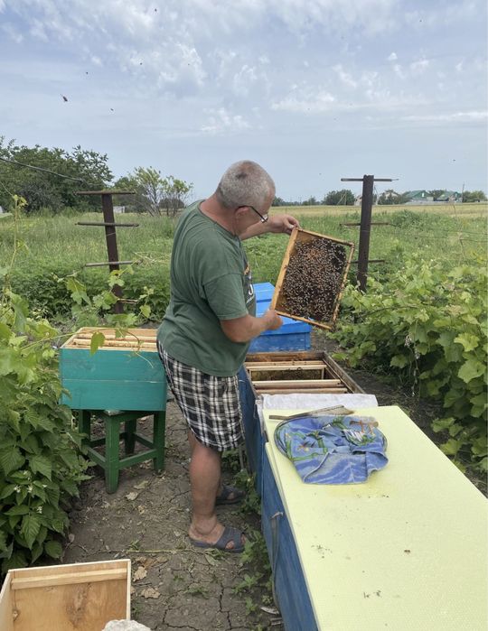 Продам домашний мед разнотравье