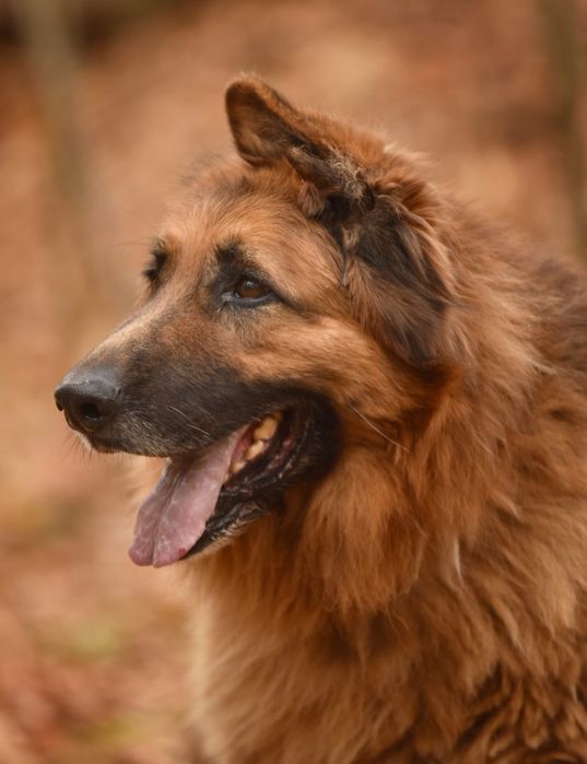 Owczarek niemiecki- rodzeństwo do adopcji