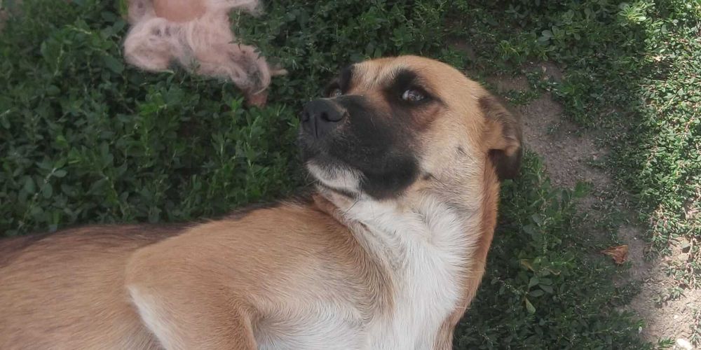 Отдам в хорошие руки