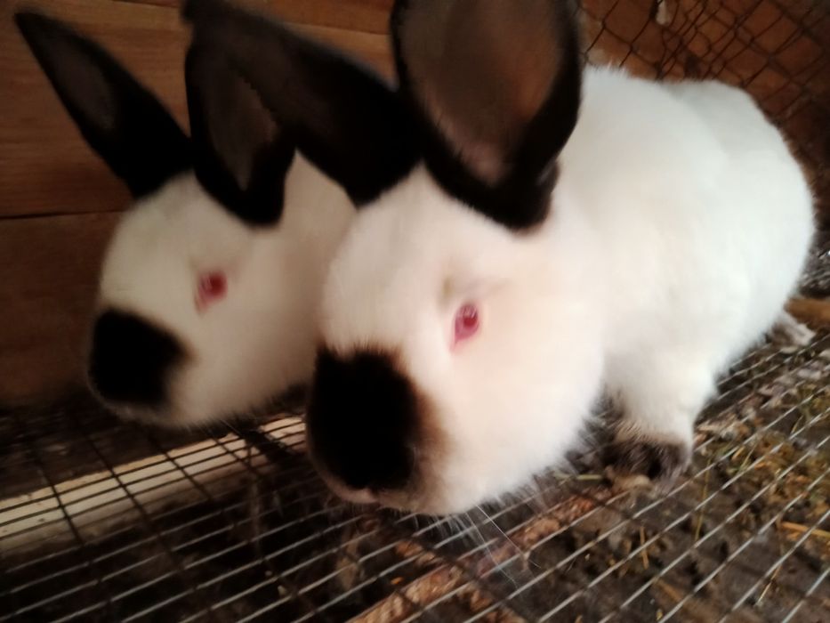Кролики каліфорнійські(самиці, самці,пари, кроленята))