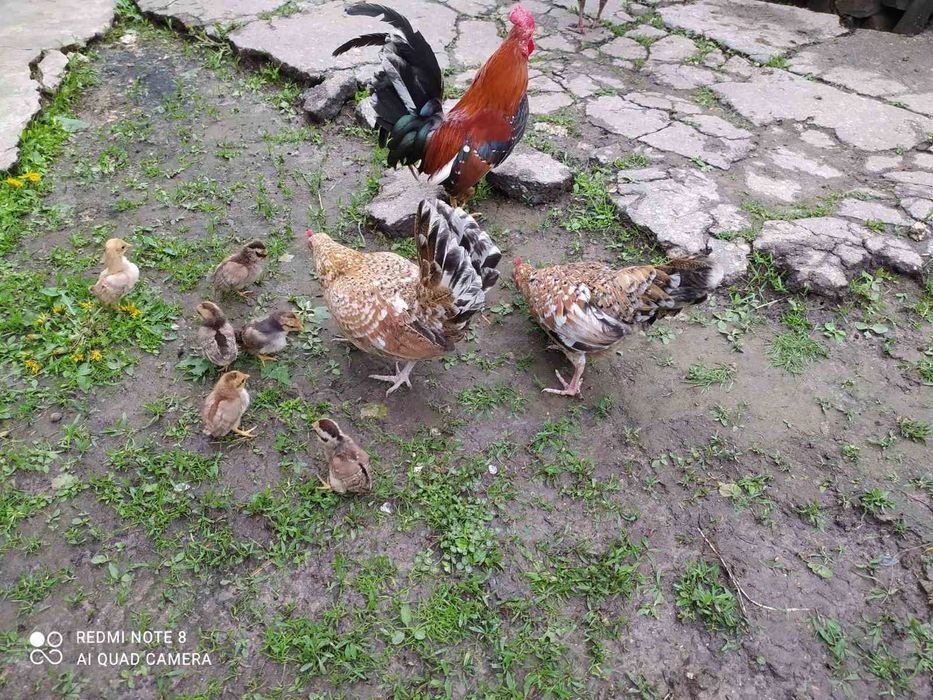 Карликові кури!!! Американки! Бентамки!