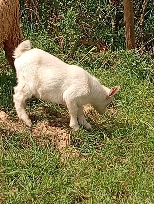 Cabra anã macho 2, 5 meses branco
