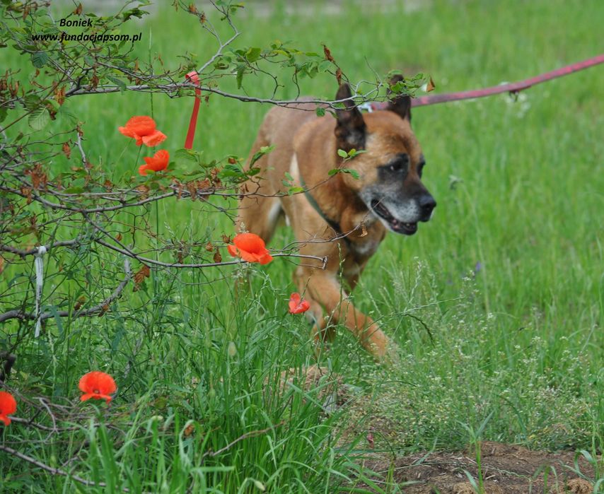 Boniek łagodny senior
