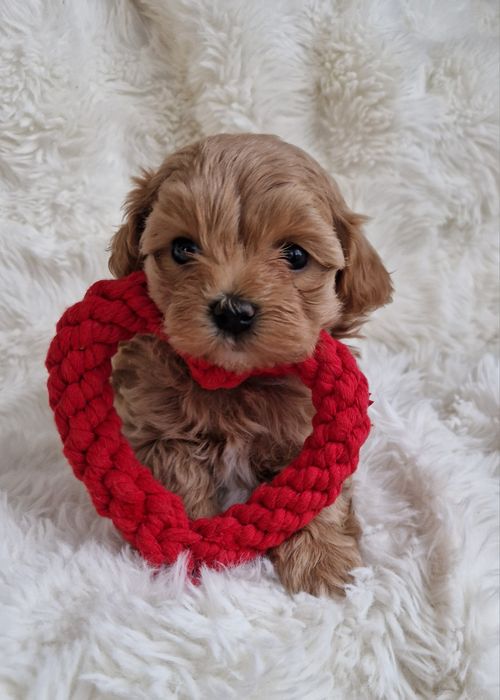 Maltipoo F1 maltańczyk, pudel toy suczka czerwona  obroża