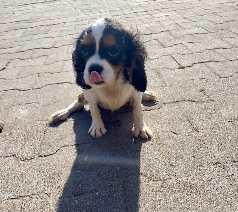 Cavalier king charles spaniel samczyk