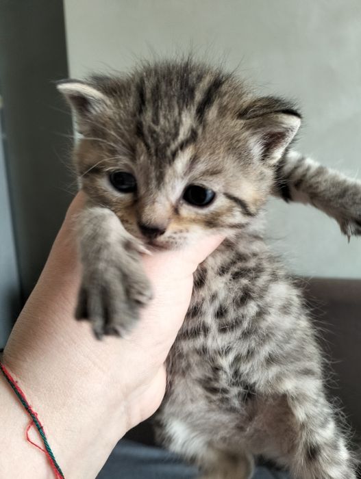 Шотландські висловухі кошенята