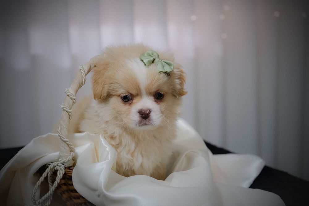 Bebés à procura de família