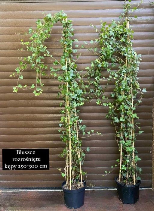 Bluszcz hedera helix 250-300 cm w dużych donicach kępa