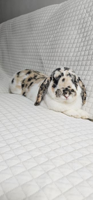 Roczny króliczek baranek