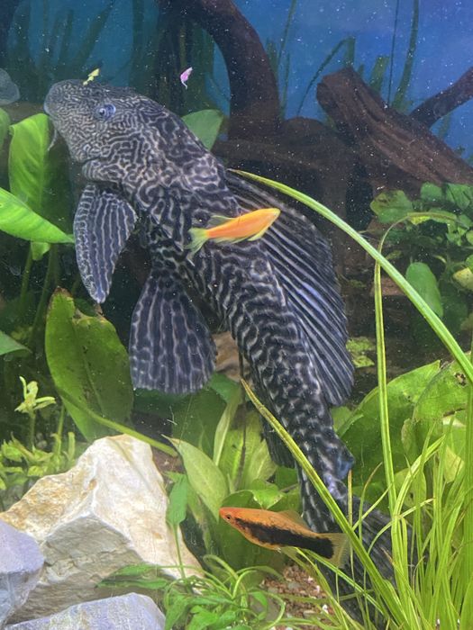 Vendo ou troco pleco adulto