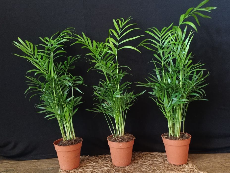 Хамедорея  (Chamaedorea elegans).