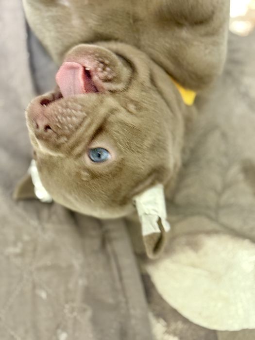 Найкрасивіший малючок товстун