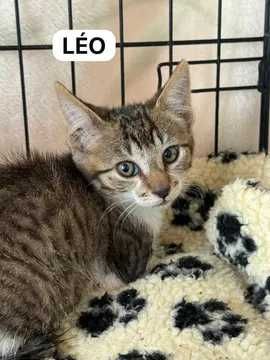 Gatos bebés para adoção