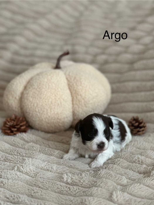 Cudny Hawańczyk chłopiec ARGO