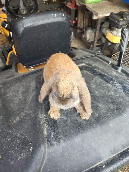 Baran francuski Madagaskar