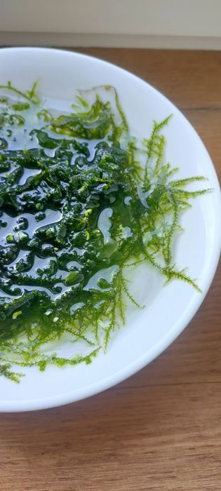 Mech jawajski ładny, duża Kępa