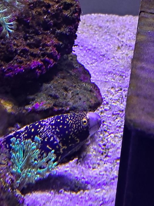 Moreia nebulosa 
Editar
Echidna nebulosa
Editar
Echidna nebulosa