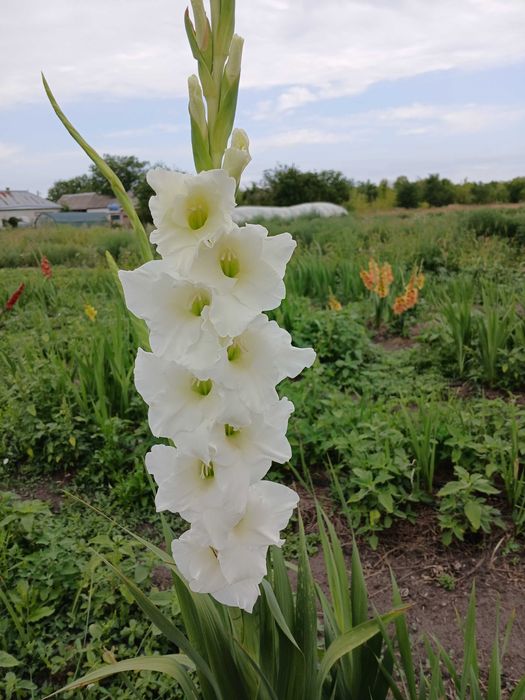 Продам цибулини гладіолусів