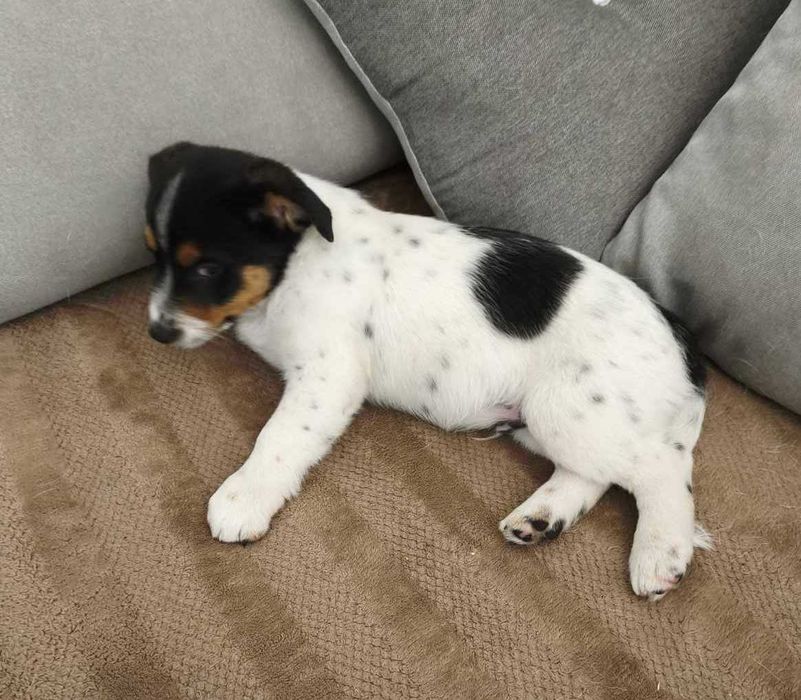 Собака Джек Рассел