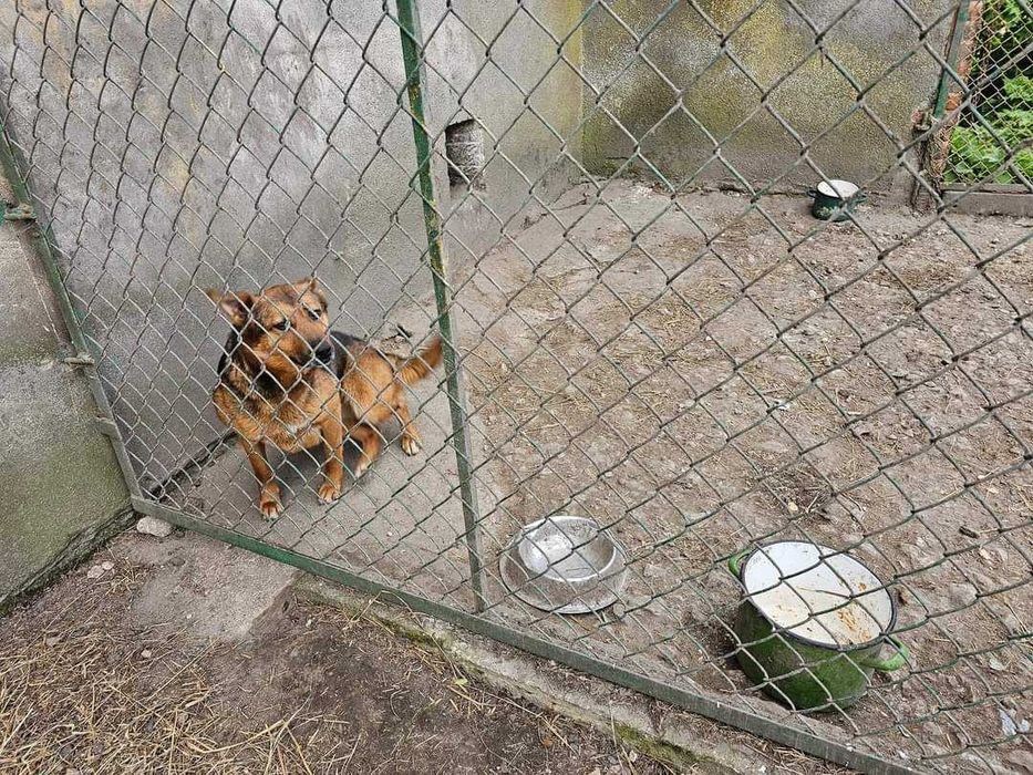 Sunia Mucha do adopcji