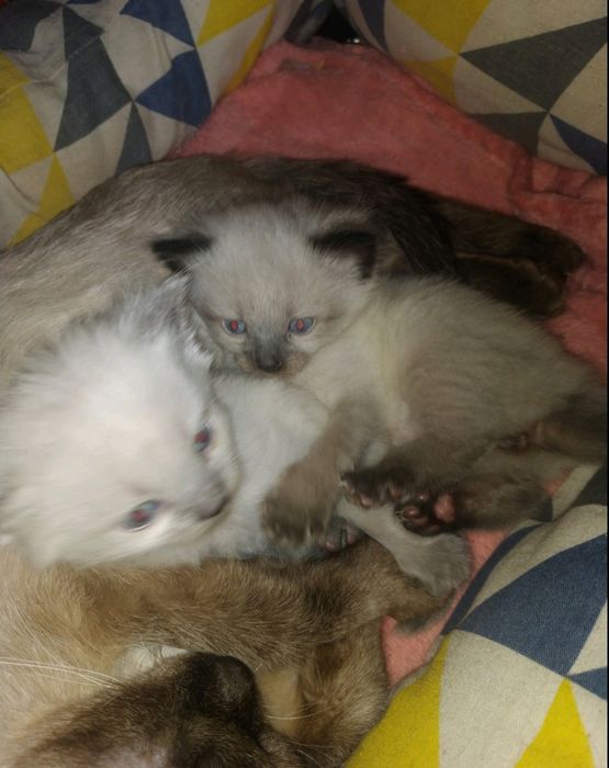 Приймаємо Бронювання на кошенят породи Бірма..