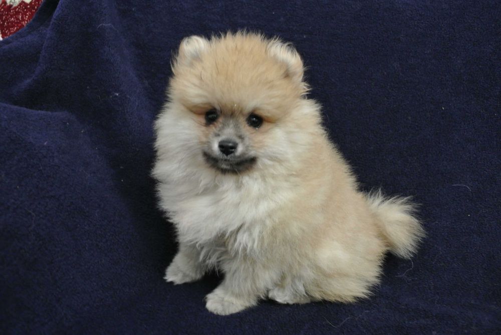 Pomeranian szpic miniaturowy