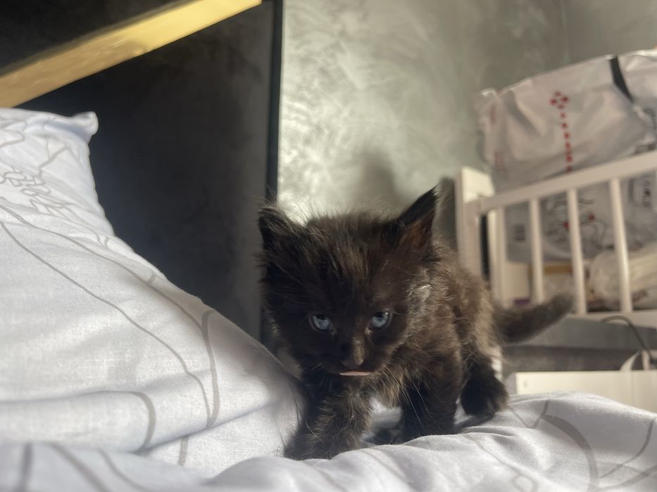 Віддам котиків в добрі руки!