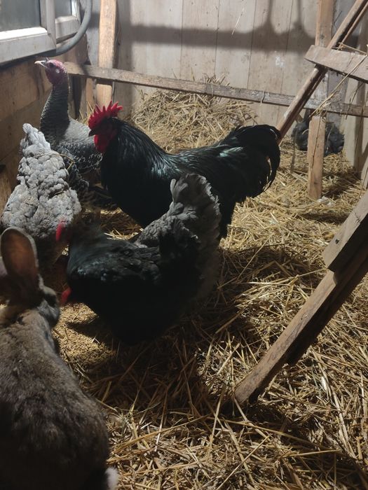 Sprzedam jaja lęgowe Jersey gigant