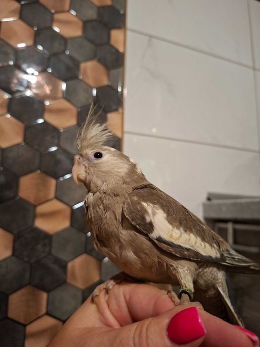 Zwierzęta/papugi/ptaki