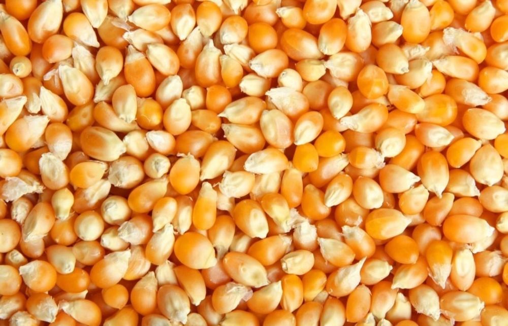 Продам кукурудзу та пшеницю