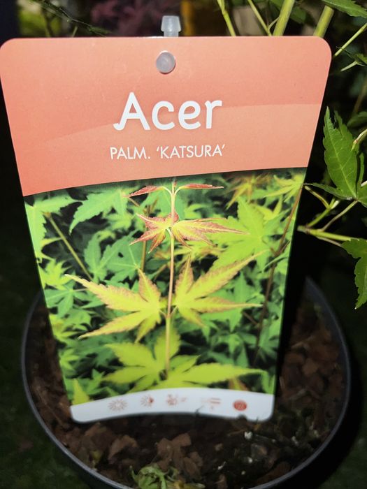 Variedades de acers palmatum