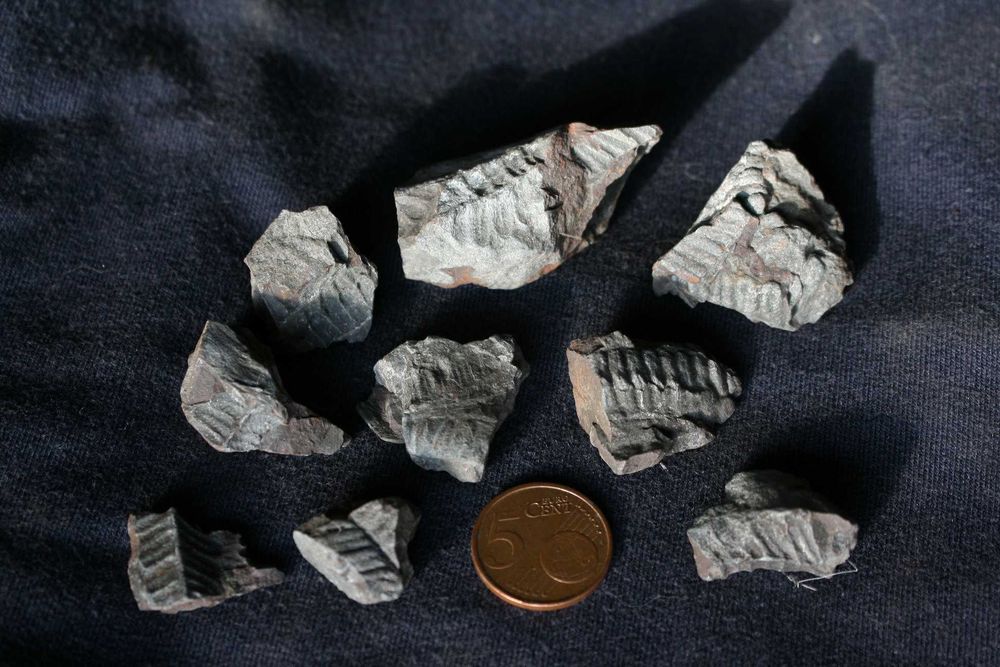 Fósseis de pteridófitas-filicíneas de São Pedro da Cova (inclui envio)