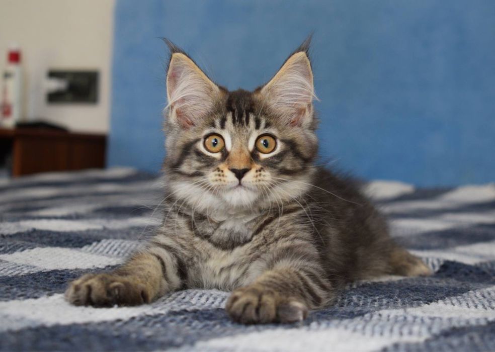 Мейн Кун кошенята