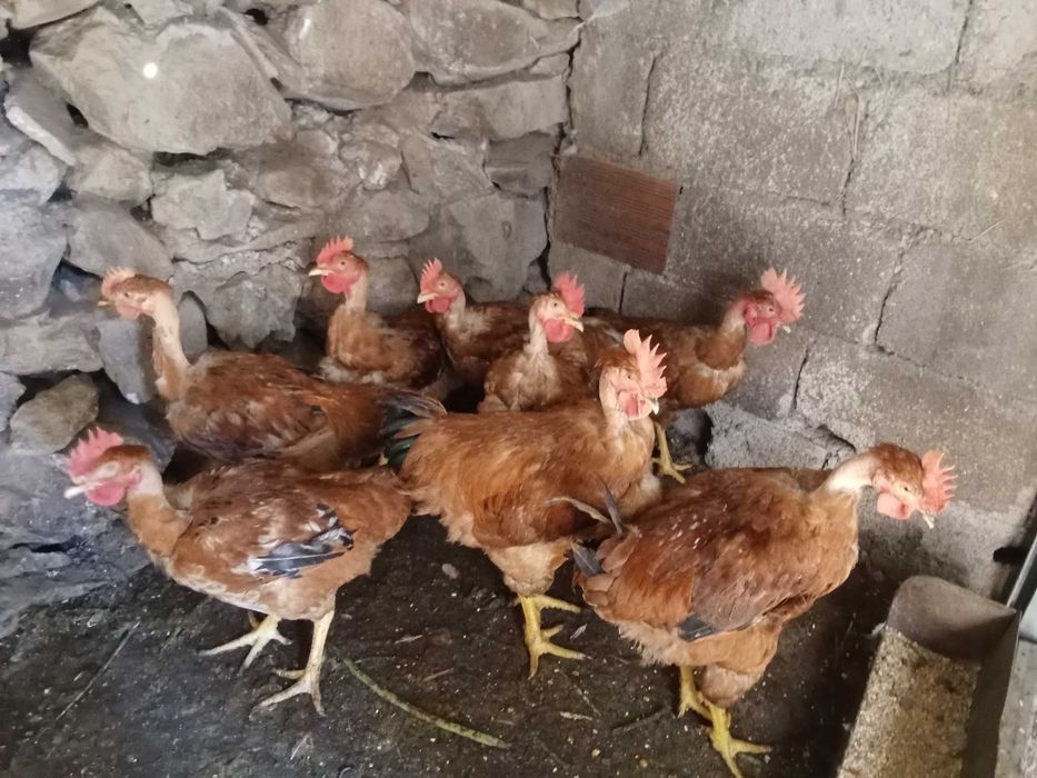 Frango do compo adulto saudável