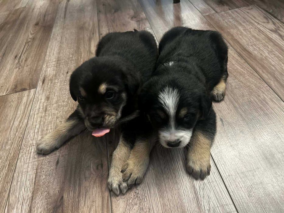 Pies  retriever rodowod