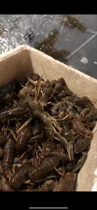 Річкові РАКИ до свята