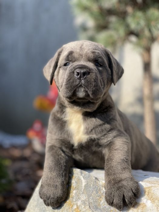 Маленькі кумочки щастя-Cane corso Italiano