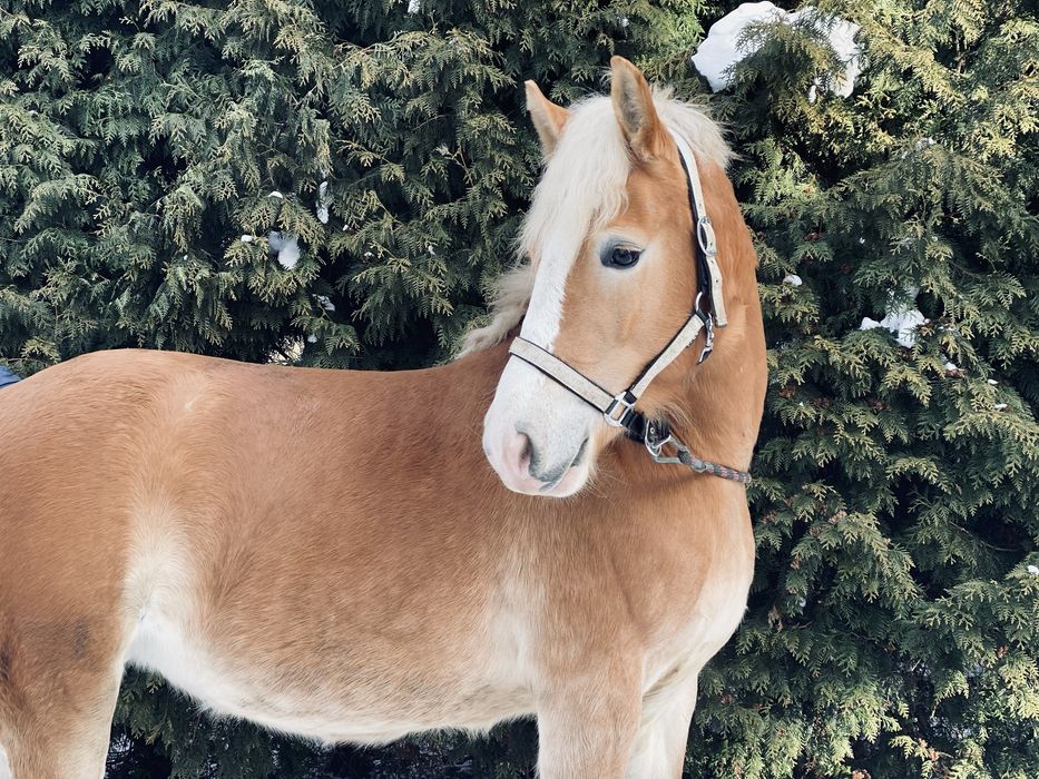 Klacz haflinger klacz