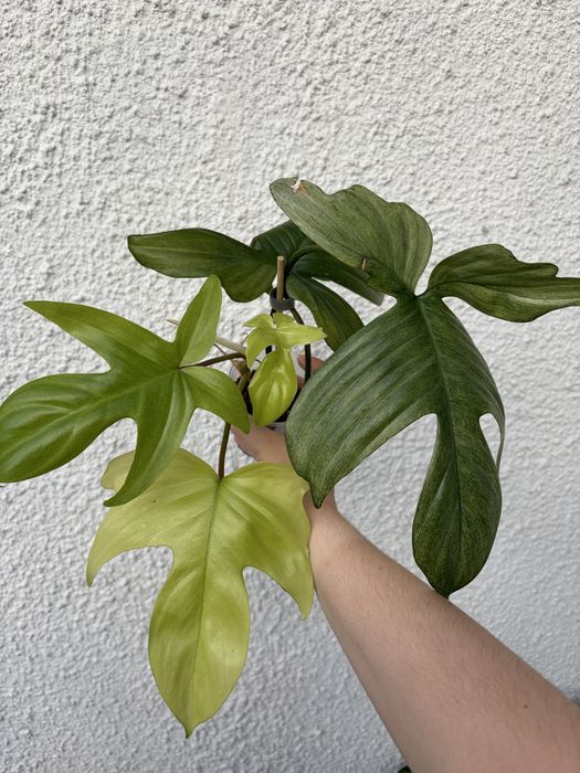 Philodendron Florida Ghost