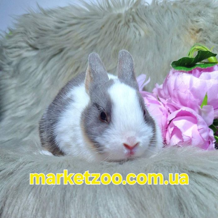 Карликовий кролик,карликове кроленя,карликовый, Нідерландський Netherl