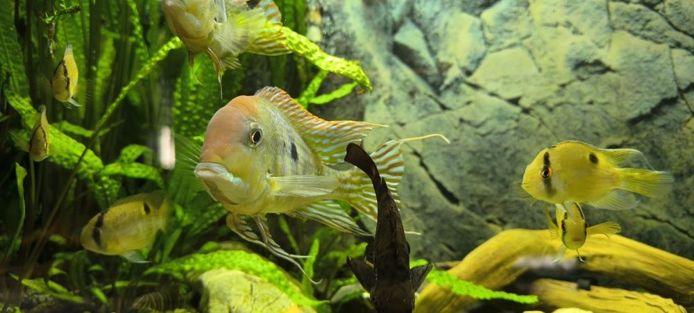 Ziemiojad Red head tapajos 4 szt