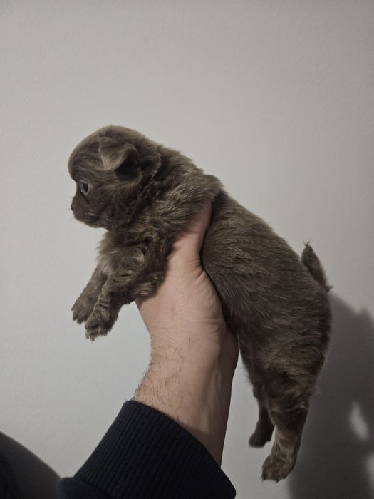 Chihuahua femea  creme  pelo comprido com lop e afixo